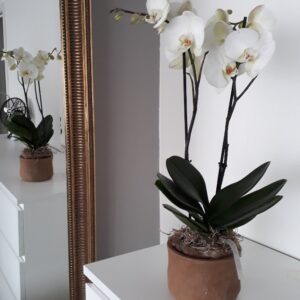 Orchidee met pot