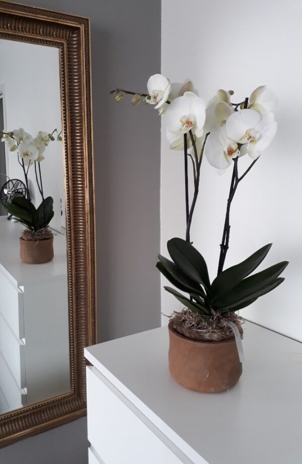 Orchidee met pot