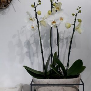 Schaal met orchidee